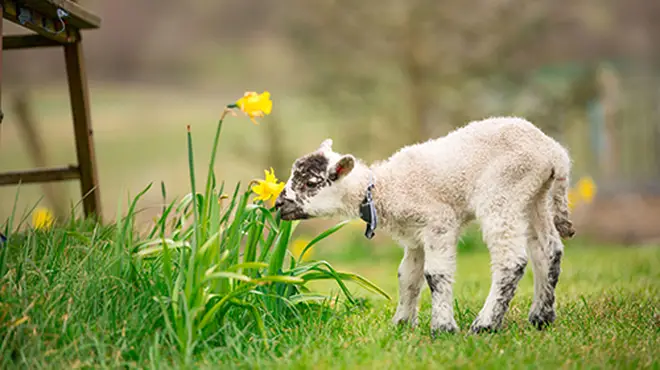 Lambing smelling a daffodil