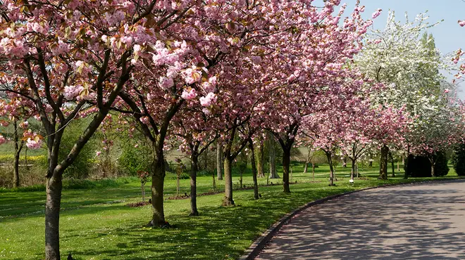 Pink blossom trees lining the edge or a park pathway