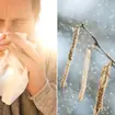 Man sneezing alongside tree pollen