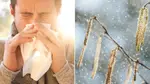 Man sneezing alongside tree pollen