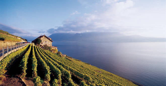 Lavaux vineyards, outside the city of Lausanne