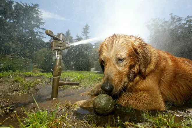 Hot weather can be fatal for dogs, who can die from heatstroke in a matter of minutes.