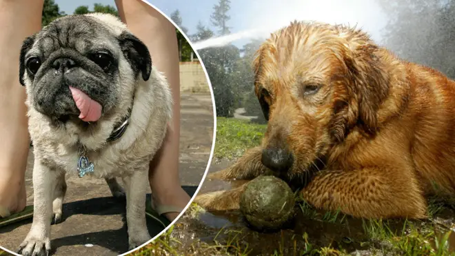 As the heatwave sweeps across the country, people are being urged to look after their dogs, cats and other animals.