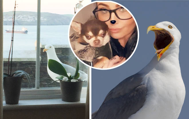 Gizmo the chihuahua was stolen by a seagull