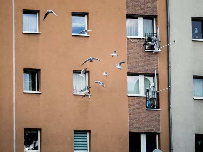 The seagull broke into the flat by pecking through the netting covering their flat window