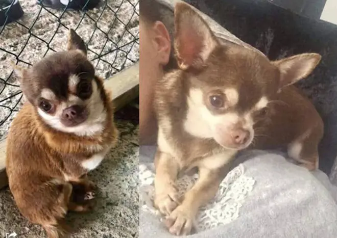 Poor Gizmo the chihuahua is missing after a seagull stole him