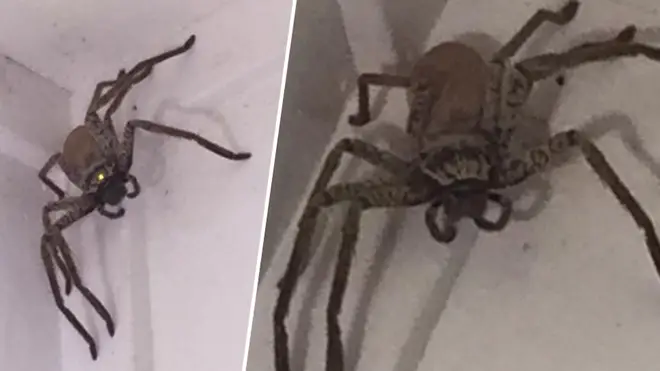 The spider was found in the woman's living room