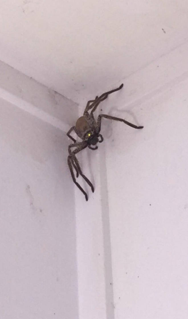 The spider looks to be a huntsman spider, one of the largest spider species in the world