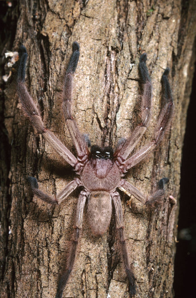 This is an example of the huntsman spider, one of the largest species in the world