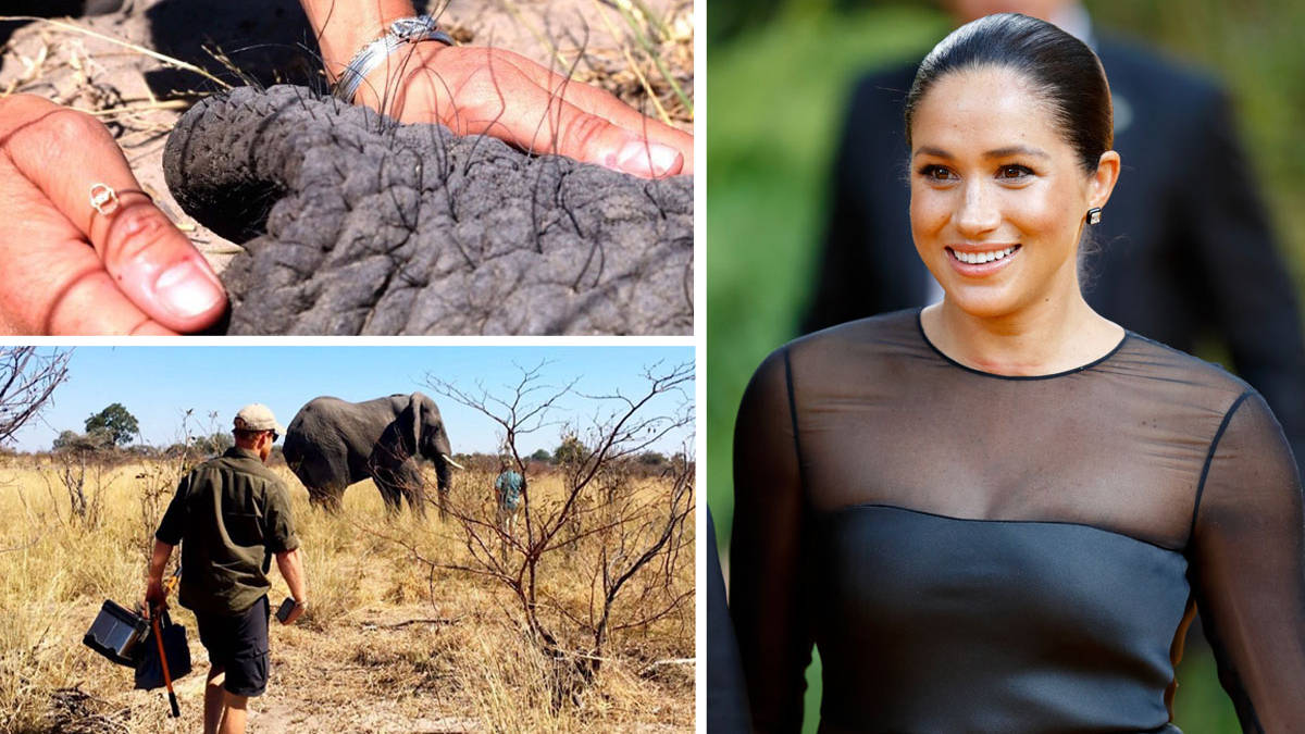 The meaning behind Meghan Markle's elephant hair bracelet explained as she  celebrates... - Heart