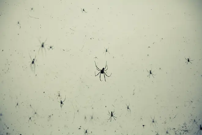 Families could see an influx of spiders