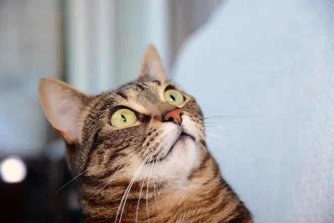 House cats were found to recognise the sound of their own name