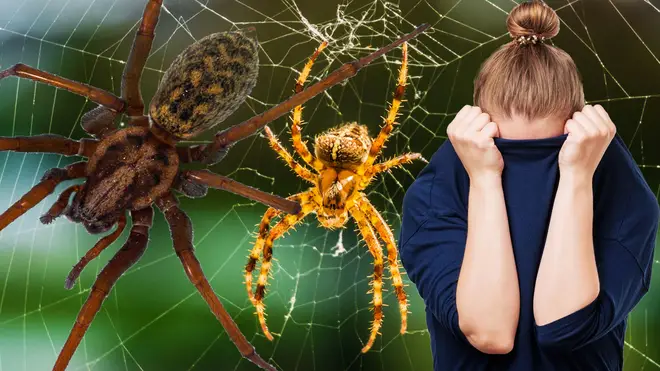 Horror for arachnophobes as new study reveals spiders are getting ANGRIER amid weather chaos