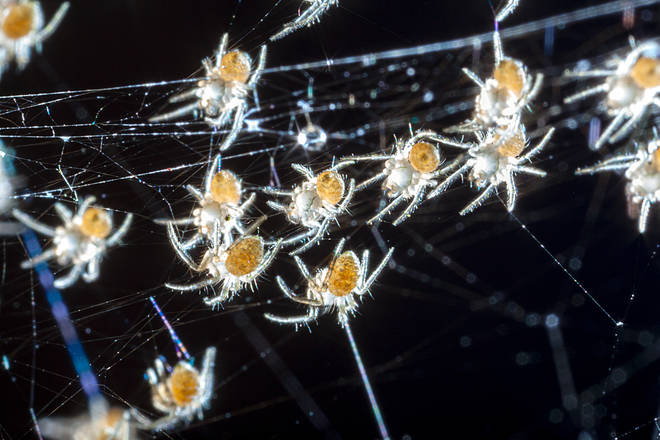 The results of the study found that following a period of dramatic weather such as a topical cyclone, the more aggressive spiders produced more offspring