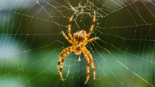 In storm-prone regions, colonies of spiders are becoming angrier as the weather changes their habitats on a regular basis