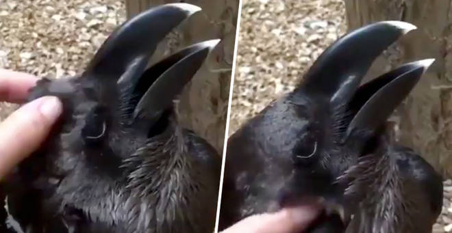 The Internet is divided over this video of an animal being petted