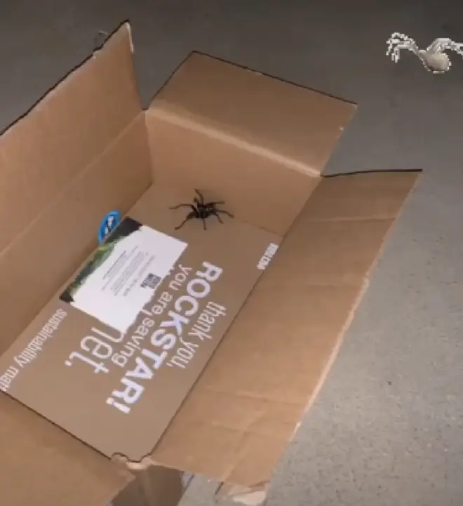 The spider was hidden in Kim's package