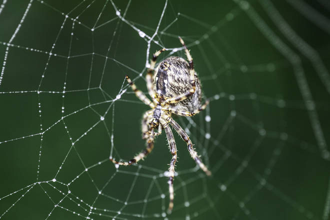 The Lace Web Spiders are usually found outside