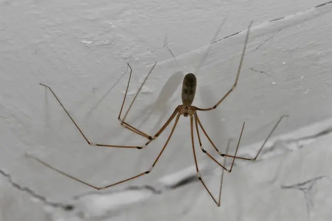 Cellar spiders are also known as Daddy Long Legs