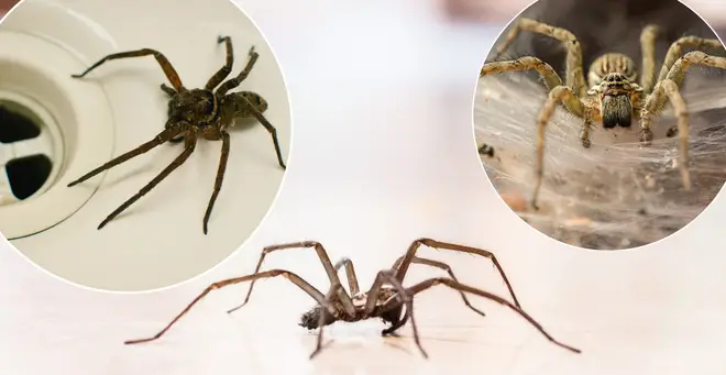 Here's which spiders will be invading your home