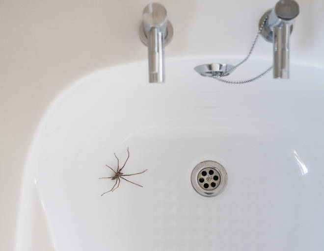 House spiders can grow up to 120mm in size