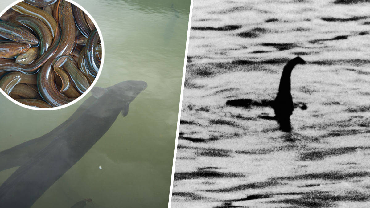 Loch Ness Monster BREAKTHROUGH as scientists reveal creature could just be  giant eel - Heart