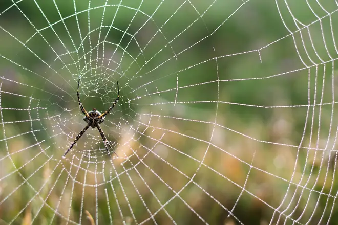 The lace web spider is known to bite people