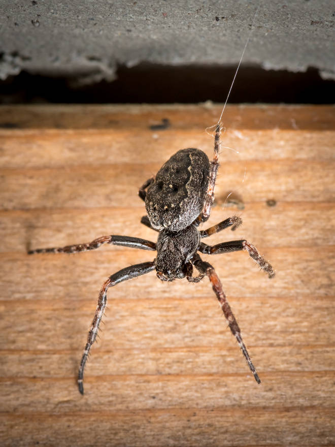Walnut Orb-Weaver spiders can give a painful nip