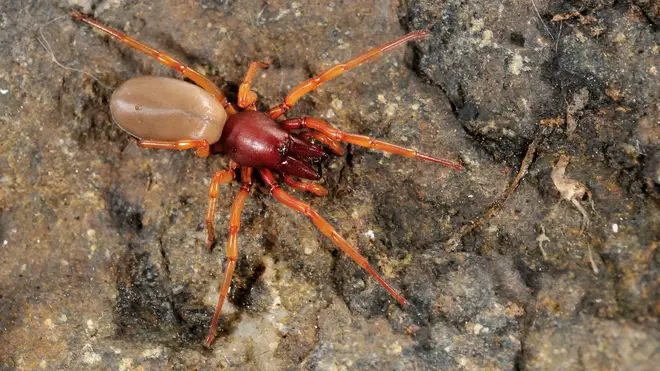 The Woodlouse spider is also known as the "sowbug killer"