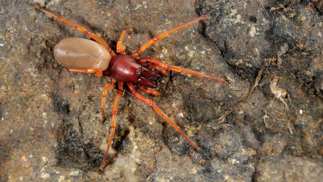 The Woodlouse spider is also known as the "sowbug killer"