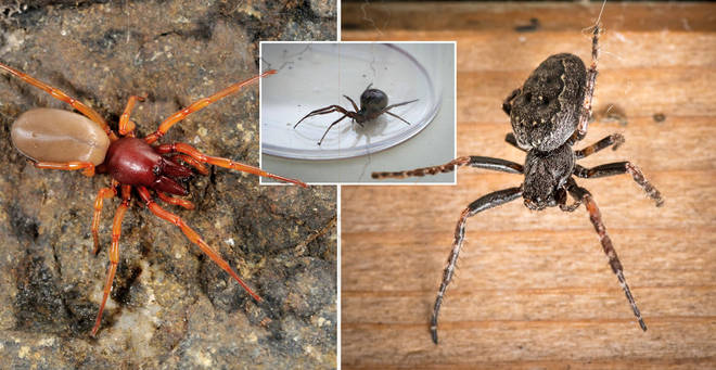 Here's the most dangerous spiders in the UK