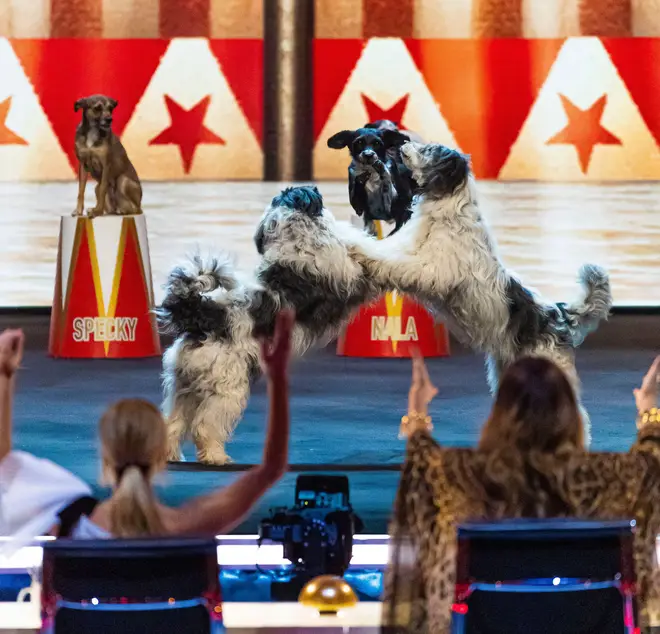 Alexa's dancing dogs Britains got talent