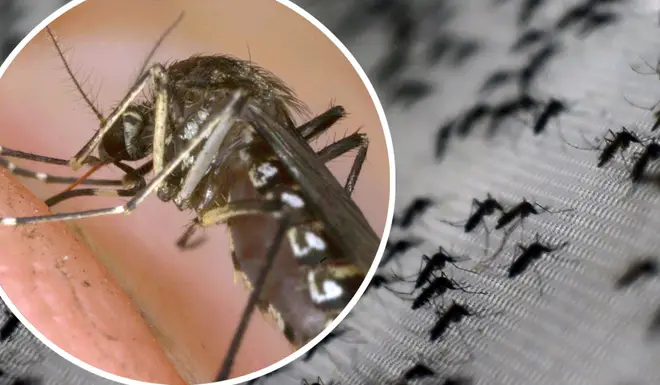 There is set to be an invasion of mosquitos this week as temperatures rise