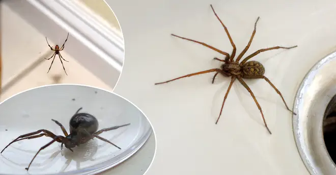 Essex has been named as the spider bite capital