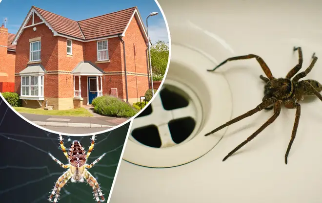 Homes are becoming increasingly full of spiders