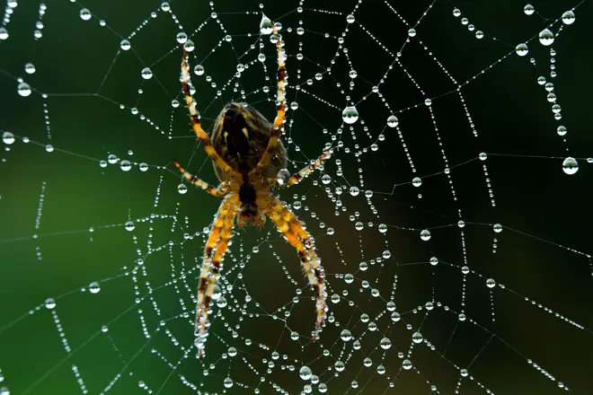 Keep an eye out for the false widow spider