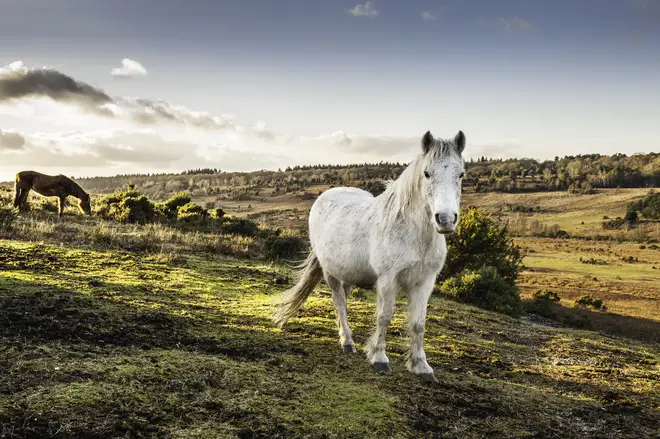the New Forest is famed for its wild ponies, but there is much more to see and do in this beautiful part of England