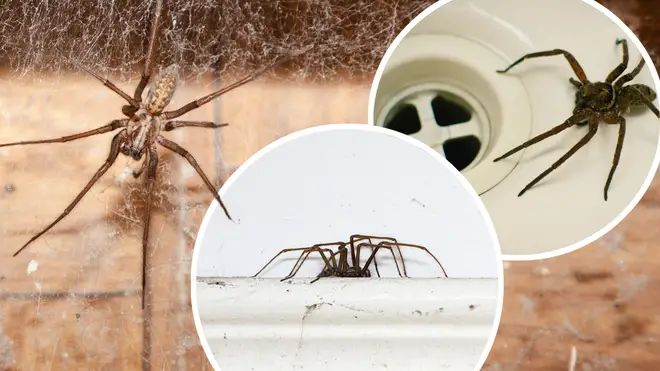 It's spider season, and people are seeing a huge amount of the creepy crawlies around their homes