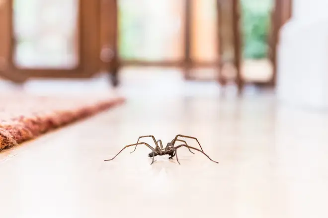 A study has found the time of the day spiders are most active