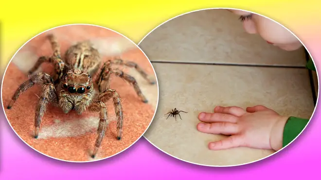 Spiders in your house? Here's how to get rid of them