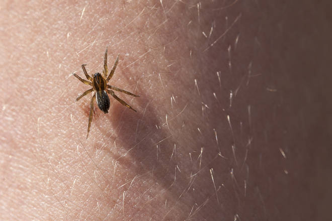 There are 650 different species of spider in the UK, and all of them can bite