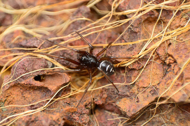 There are only three species of spider in the UK that can bite, these are the cellar spider, the woodlouse spider and the false widow spider