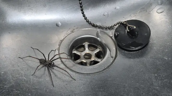 Science says you shouldn’t kill spiders.