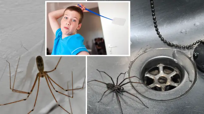 Here's why you shouldn't swat the creepy crawlies in your home.