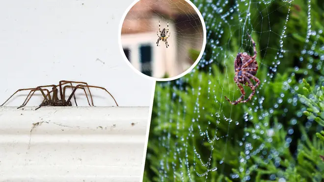 Spiders are set to find cover from the rain in our homes