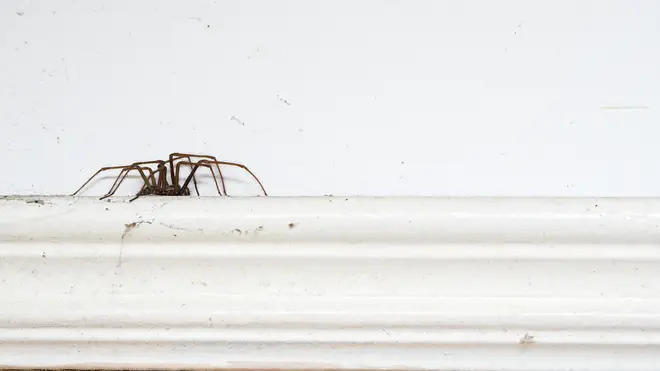 Spiders are set to invade homes as they avoid the washout