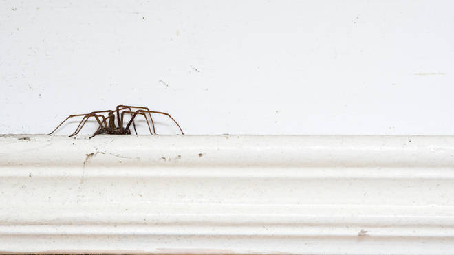 Spiders are set to invade homes as they avoid the washout