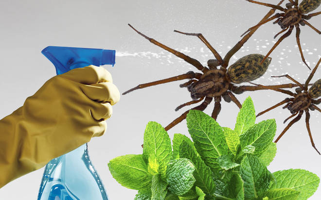 This Cheap Diy Hack Will Keep Spiders Out Of Your House This
