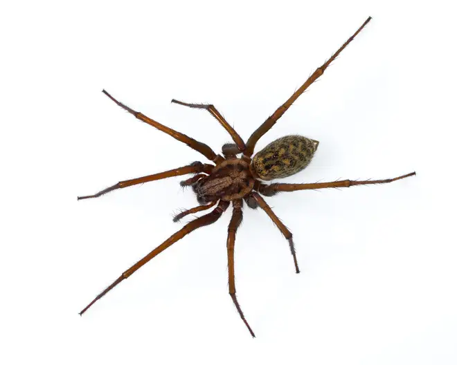 The UK is in spider season, seeing an influx of the creepy-crawlies in their homes
