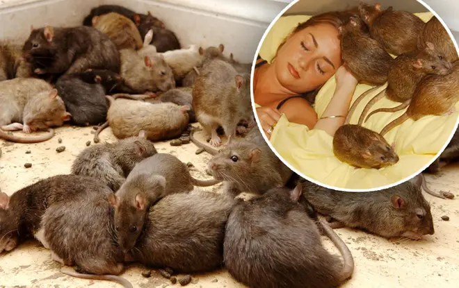 Rats will be making their way into UK homes
